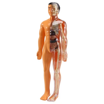 3D модель анатомии человеческого тела Детская пластиковая игрушка-скелет 