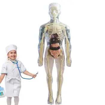 Анатомическая модель для детей 3D Анатомическая кукла Модель органа тела Мягкое человеческое тело Возраст 4 Игрушки для науки и образования Съемная кость органа