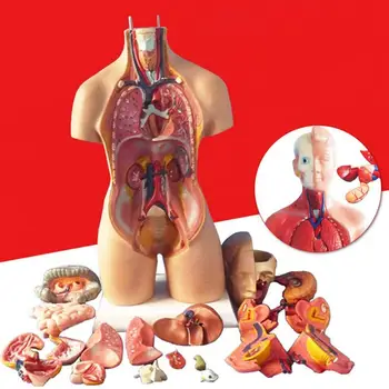 Анатомическая модель человеческого Туловища Обучающая 3D картинка Структура человеческого тела Книга Анатомия Внутренних Органов Медицинская Обучающая форма